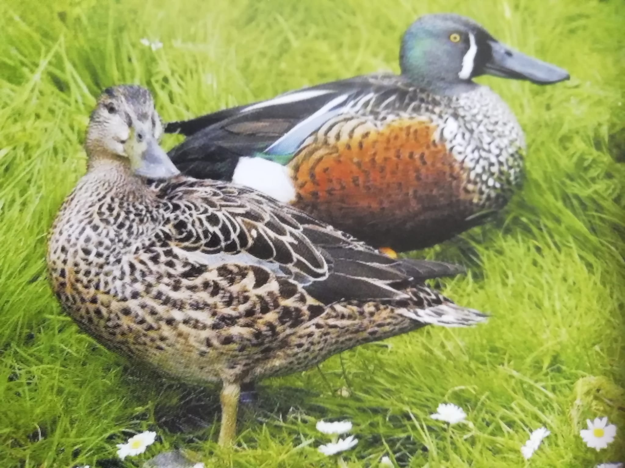 1708542236Neuseeland Löffelente weibl maennl.jpeg